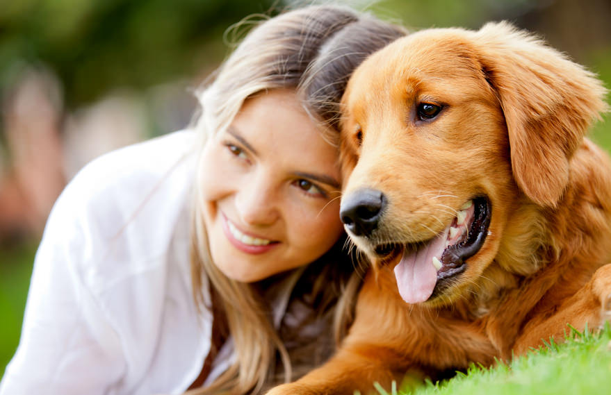Golden retriever