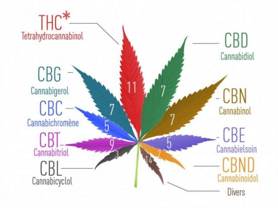 cannabis medical